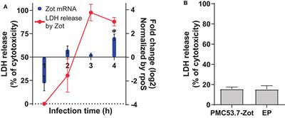 Analysis of the Zonula occludens Toxin Found in the Genome of the Chilean Non-toxigenic Vibrio parahaemolyticus Strain PMC53.7